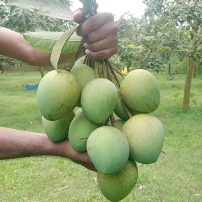 20 কেজি গোবিন্দভোগ আম 2700 টাকা