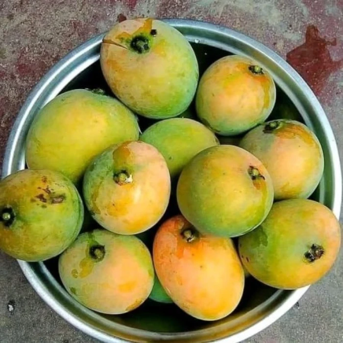 সাতক্ষীরার হিমসাগর আম (ফ্রি ডেলিভারি )